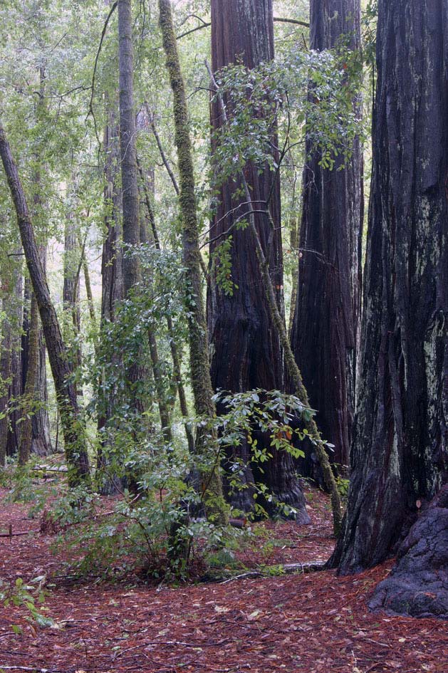 redwoods